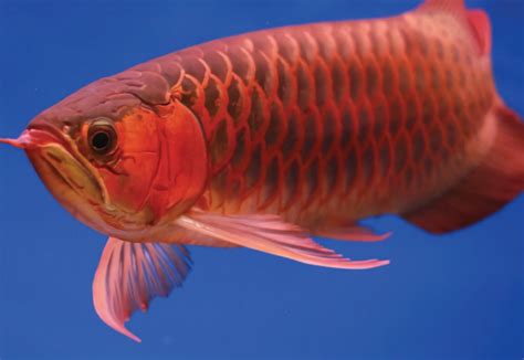10 Umpan Ikan Mas yang Terlarang untuk Digunakan